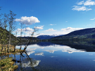 俄罗斯怎么可能有桉树