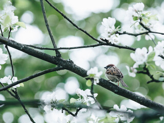 三峡指的是哪三峡？
