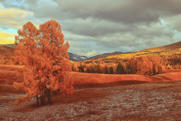 俄罗斯怎么可能有桉树
