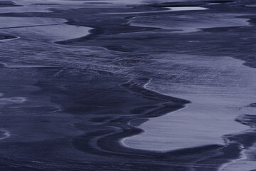 俄罗斯怎么可能有桉树