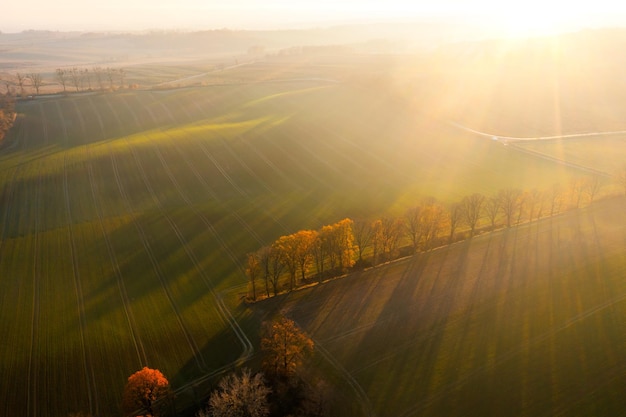俄罗斯怎么可能有桉树